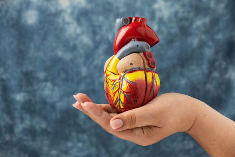 Coração - Cardiologista Garanhuns-PE - Dra. Renata Reis